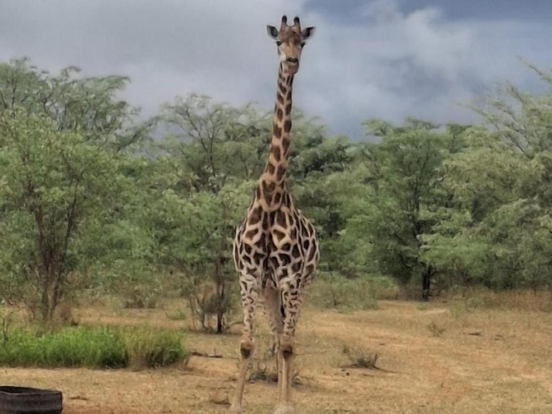 Kigeni Safari Lodge & Spa Ваальватер Экстерьер фото
